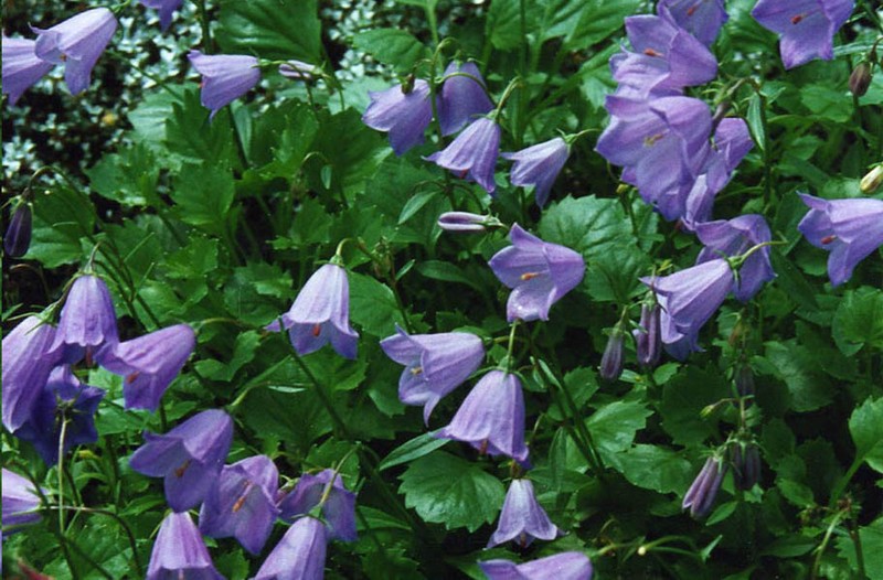 Earleaf Bellflower photo 2