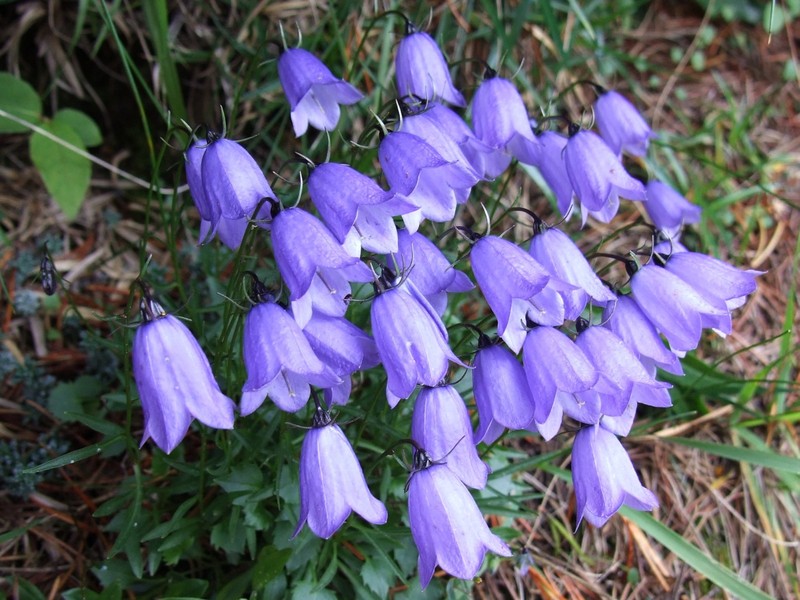 Earleaf Bellflower