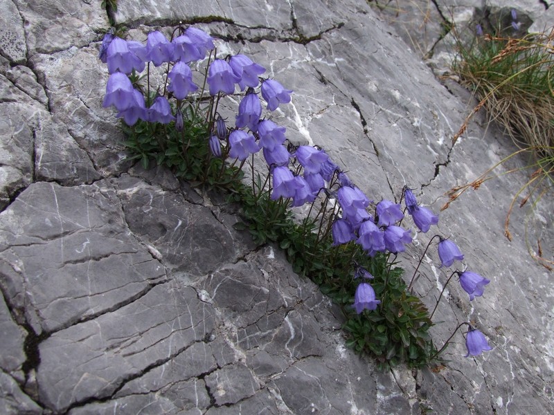Earleaf Bellflower photo 3