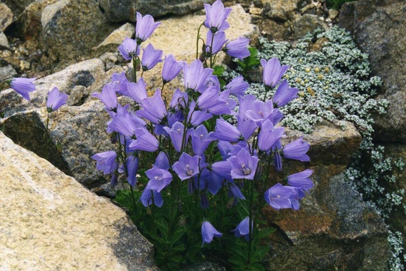 Earleaf Bellflower photo 4