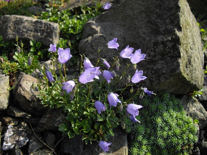 Earleaf Bellflower photo 5