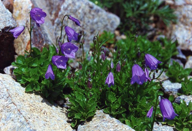 Earleaf Bellflower photo 6
