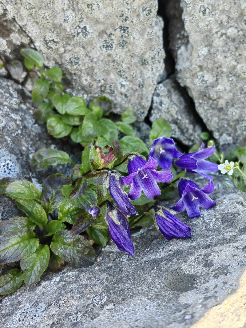 Hairyflower Bellflower