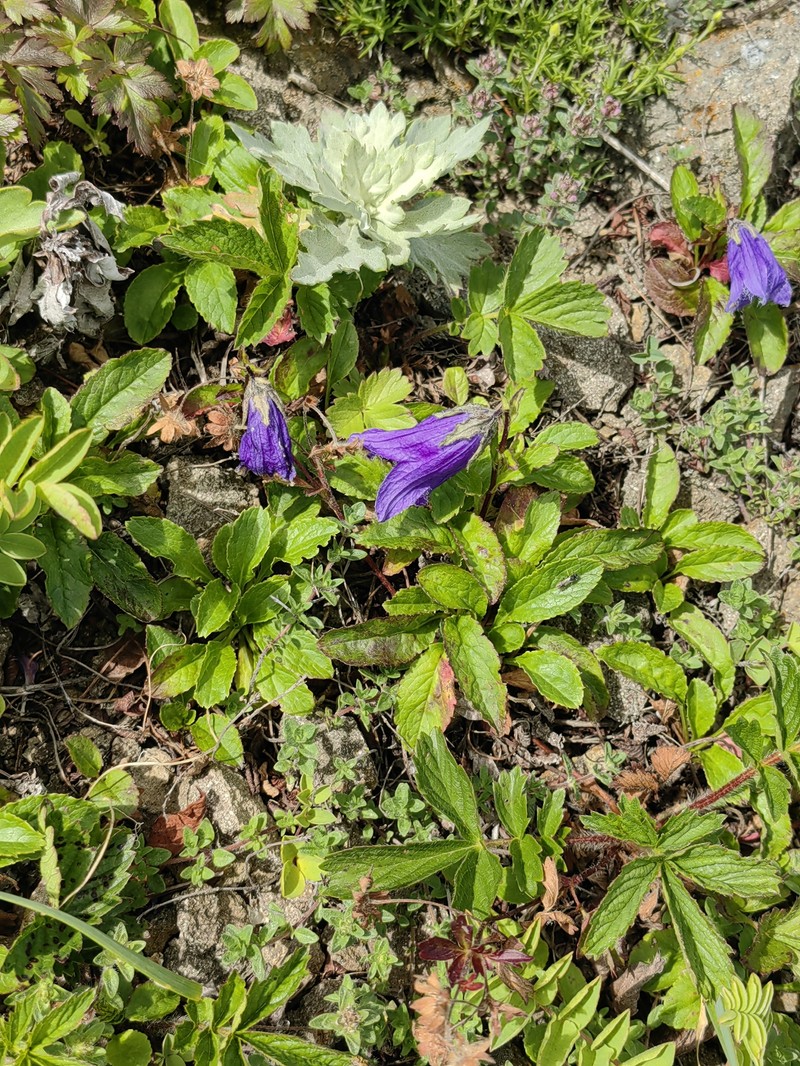 Hairyflower Bellflower photo 2