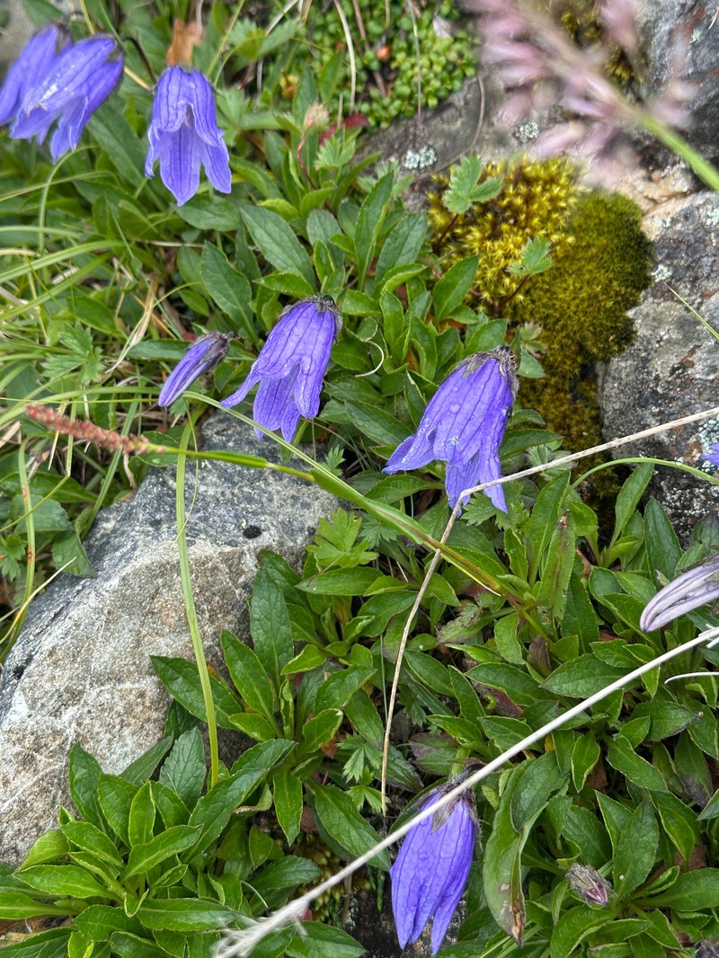 Hairyflower Bellflower photo 3