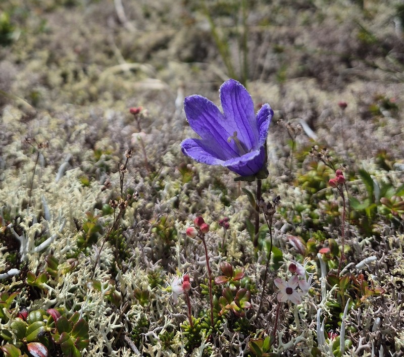 Hairyflower Bellflower photo 4