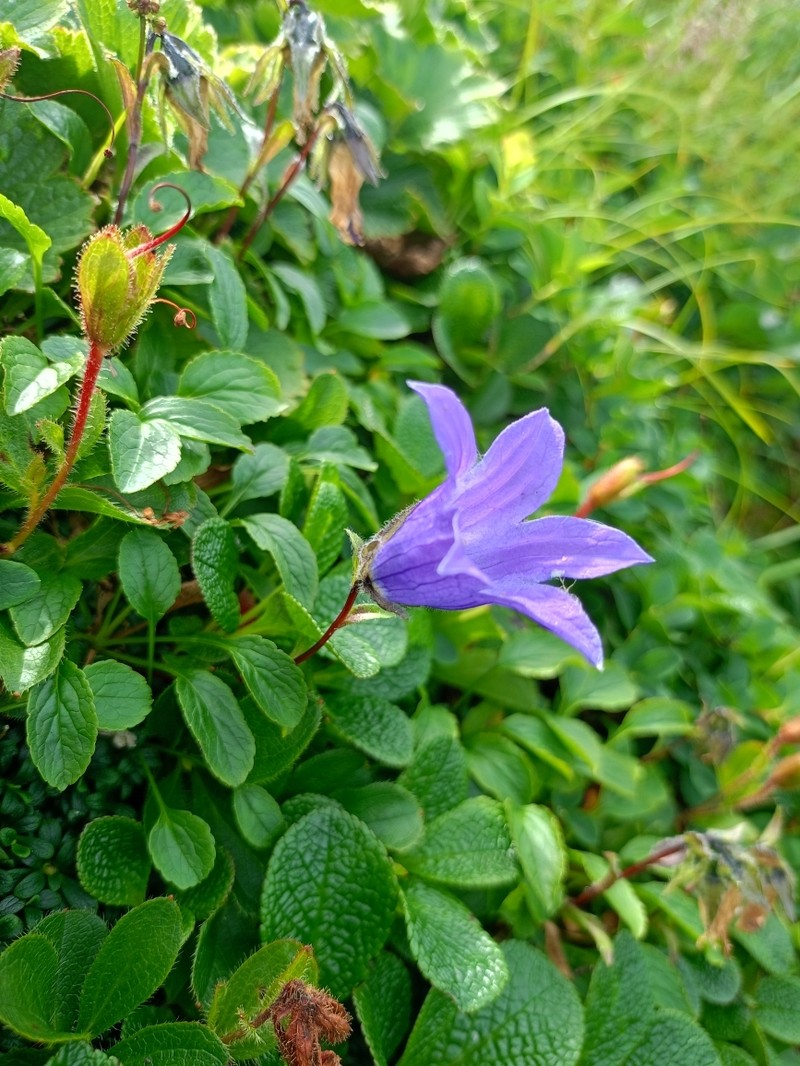 Hairyflower Bellflower photo 5