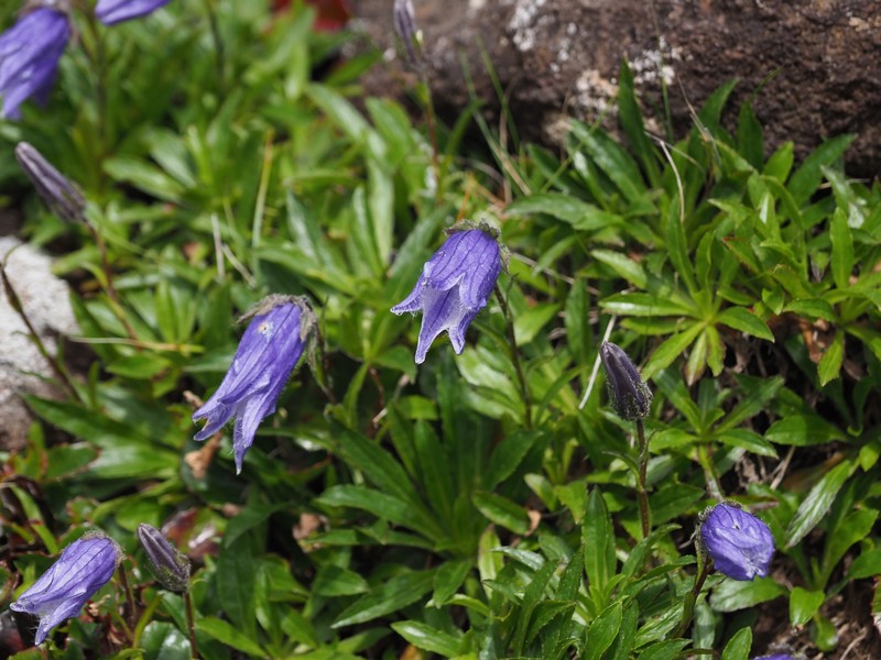 Hairyflower Bellflower photo 7