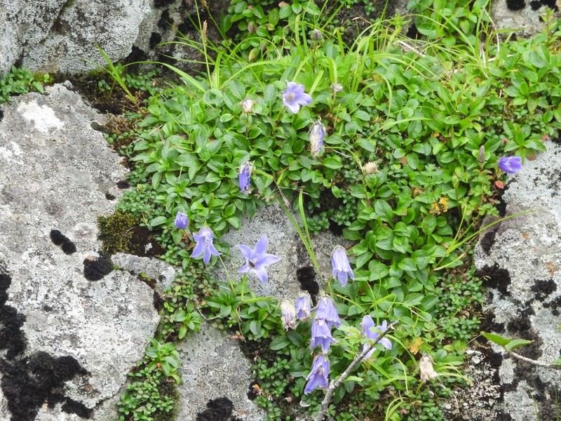 Hairyflower Bellflower photo 8