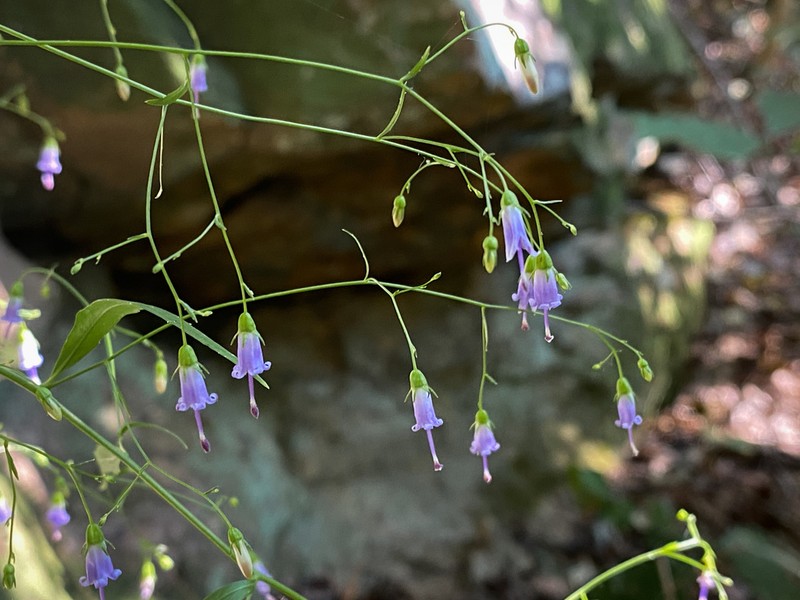 Small Bonny Bellflower photo 2