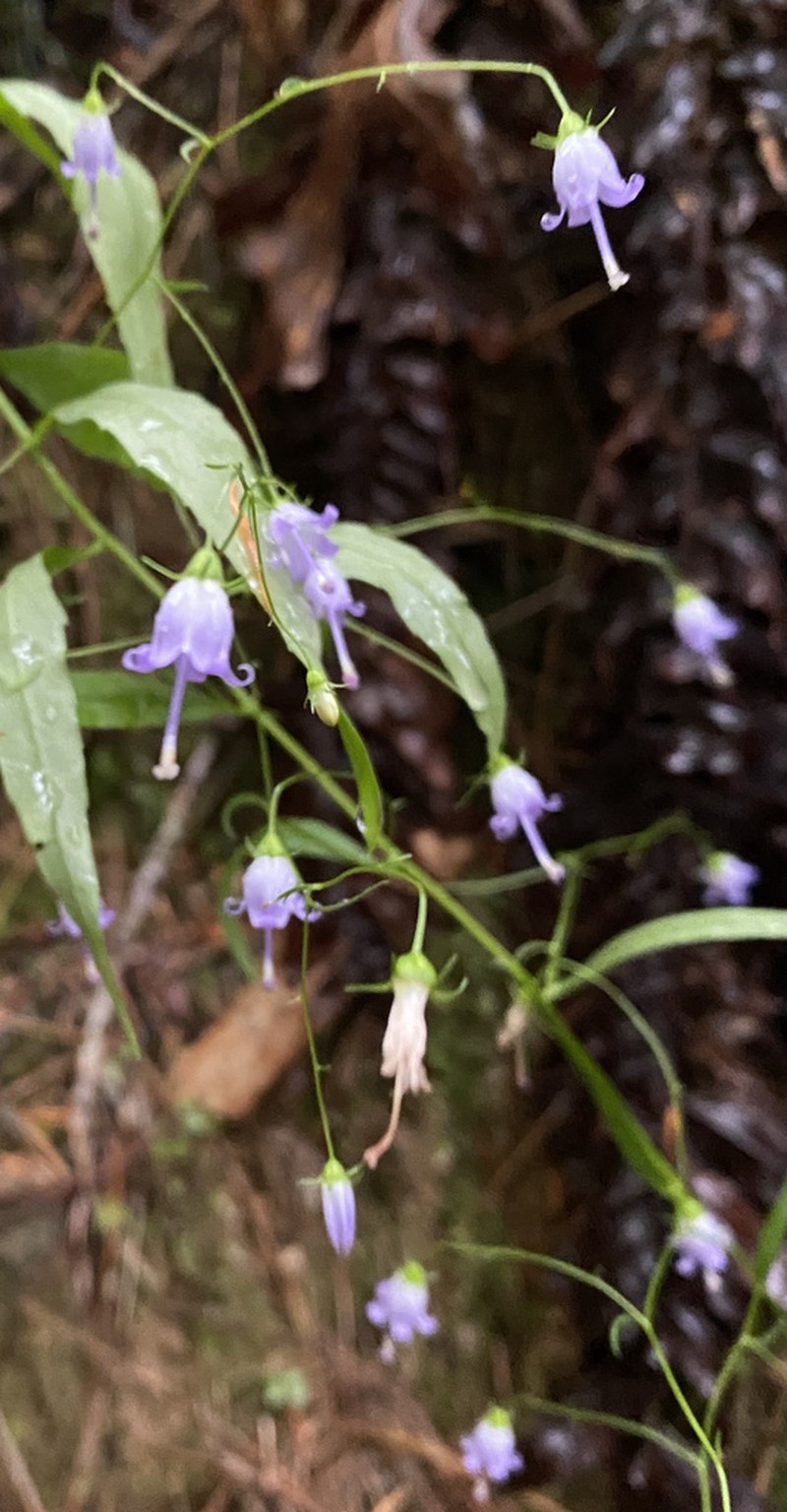 Small Bonny Bellflower photo 3