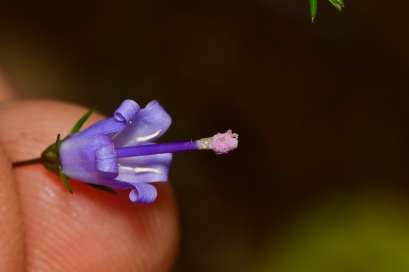 Small Bonny Bellflower photo 4