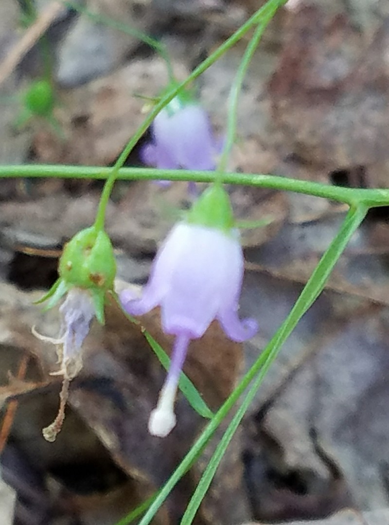 Small Bonny Bellflower photo 5