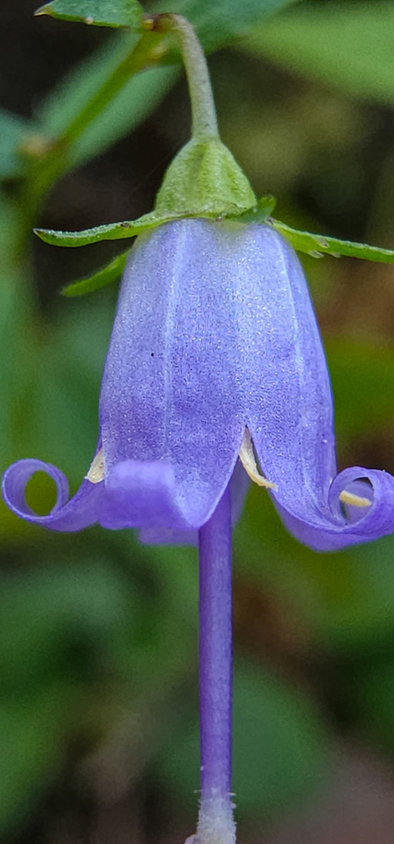 Small Bonny Bellflower photo 6