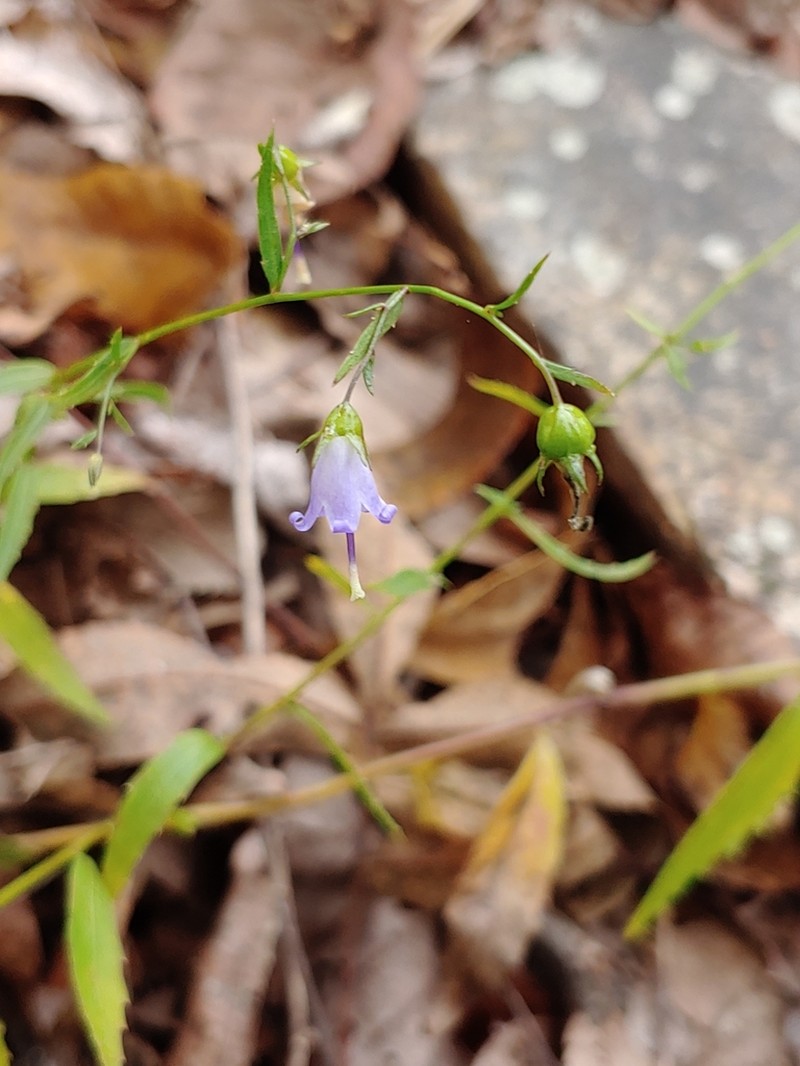 Small Bonny Bellflower photo 7