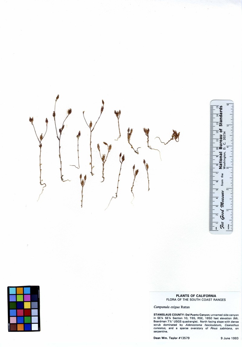 Chaparral Bellflower