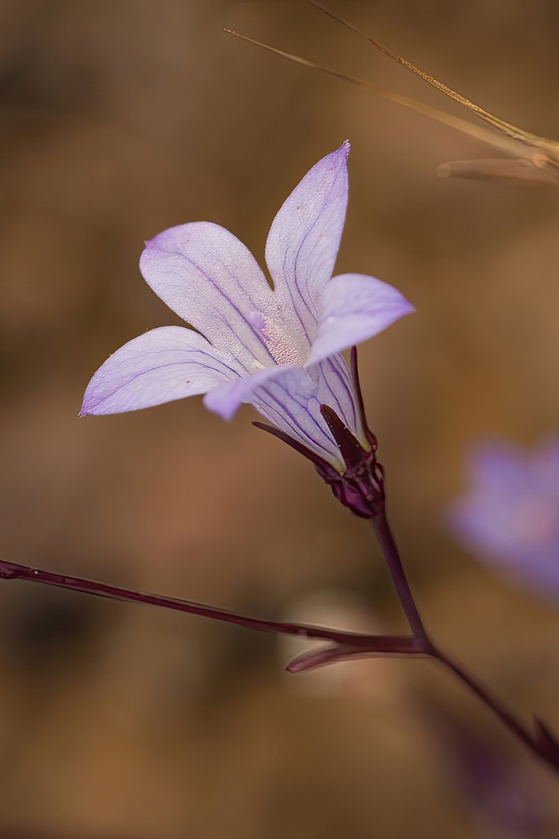 Chaparral Bellflower photo 2
