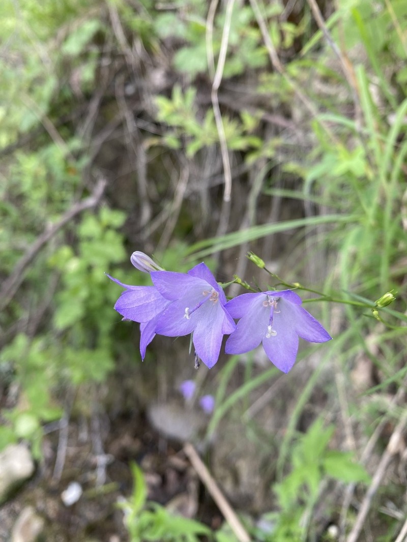 Campanula giesekiana