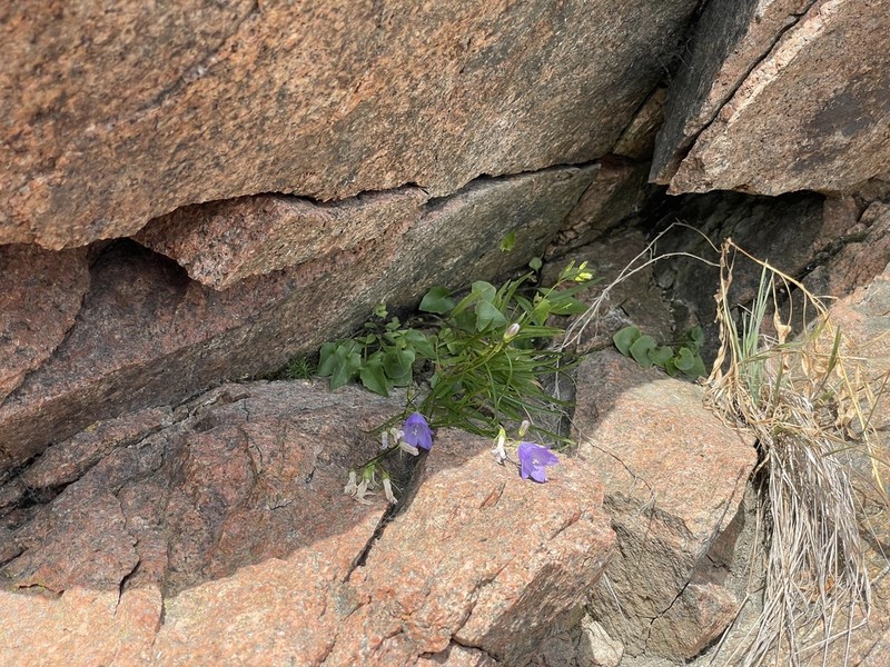 Campanula giesekiana photo 2