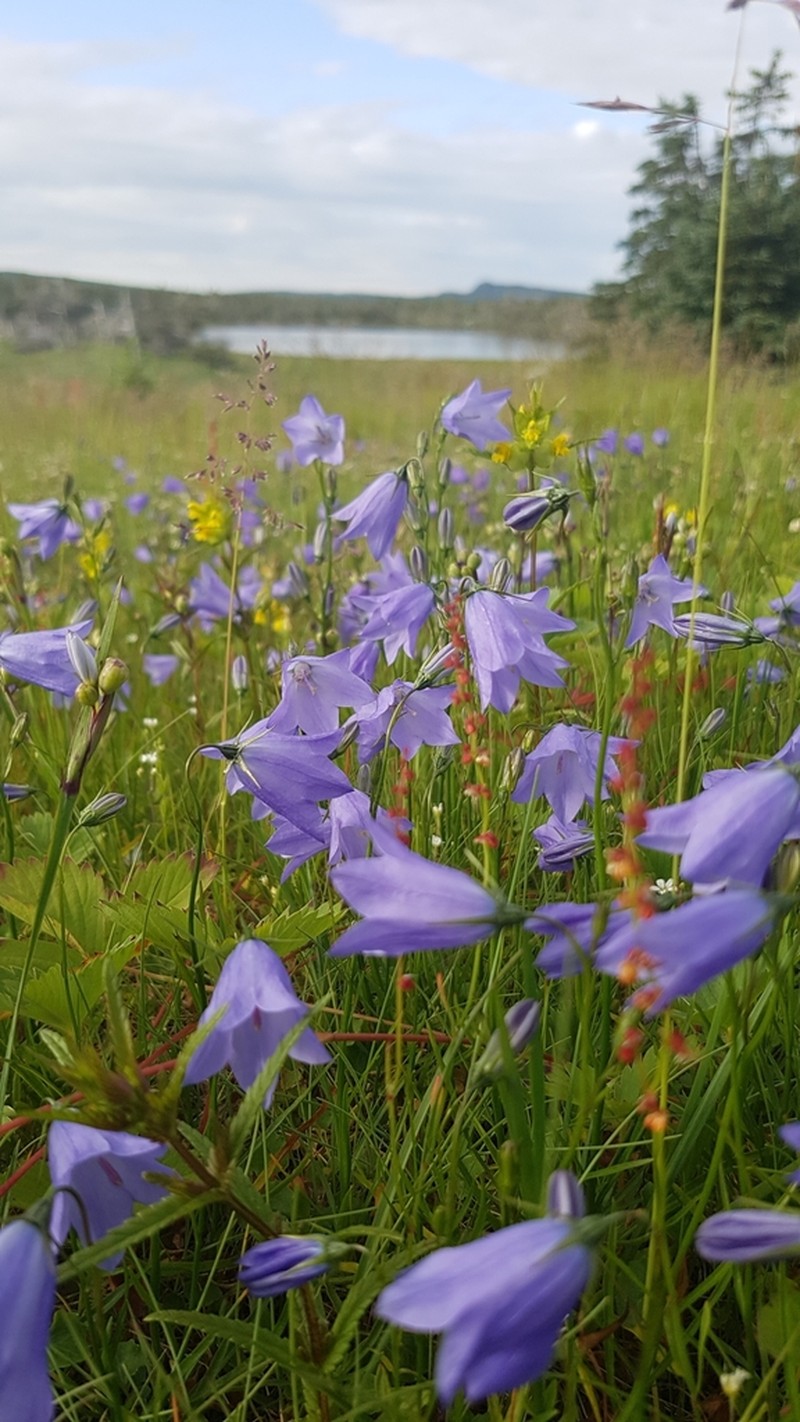 Campanula giesekiana photo 3