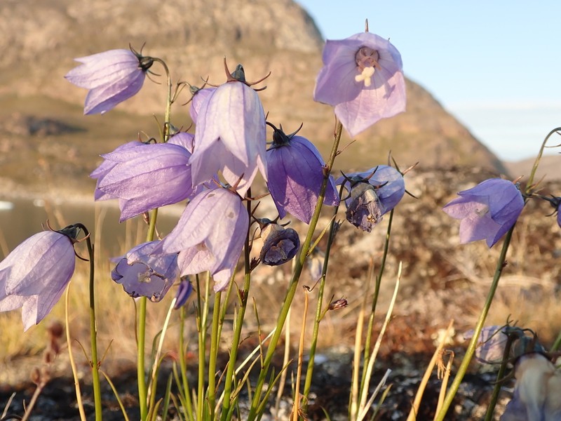 Campanula giesekiana photo 4