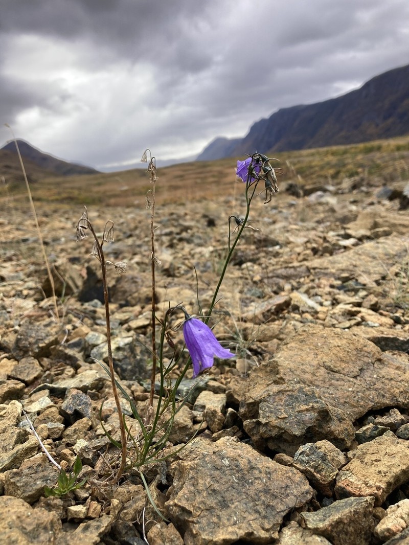 Campanula giesekiana photo 5