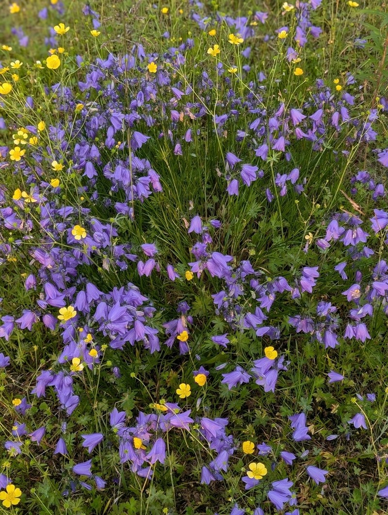 Campanula giesekiana photo 6