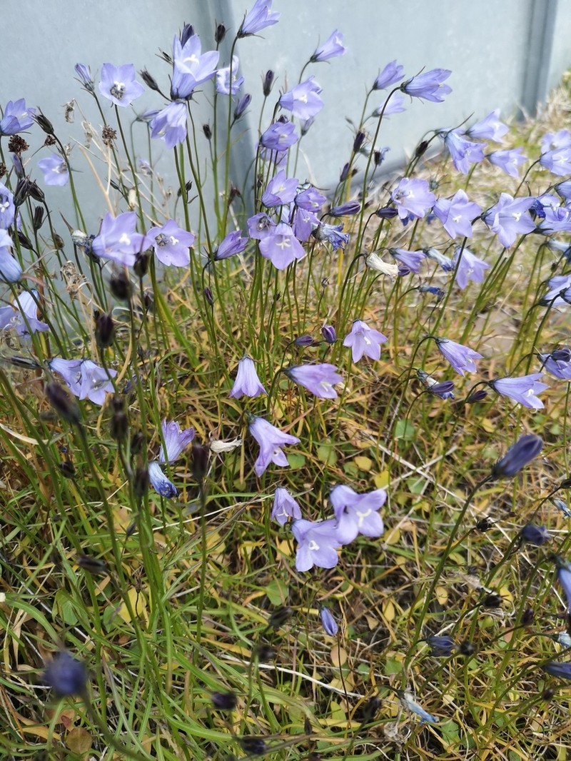 Campanula giesekiana photo 7