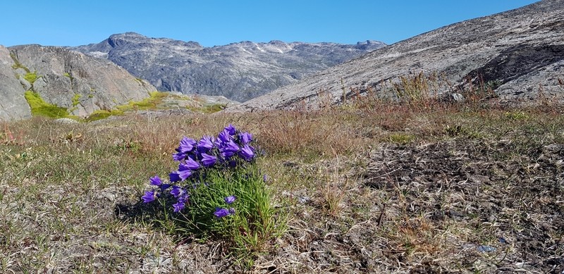 Campanula giesekiana photo 8