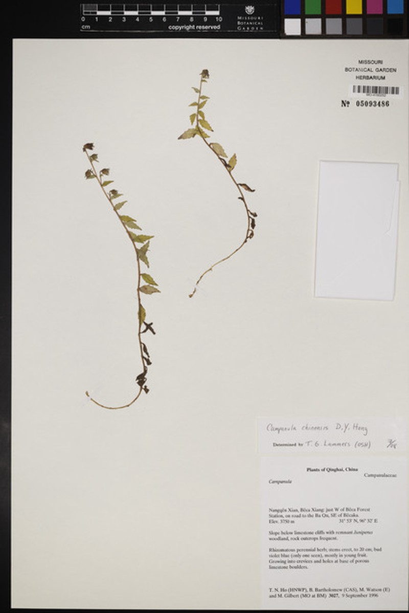 Campanula hongii