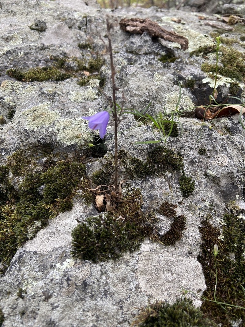 Campanula intercedens