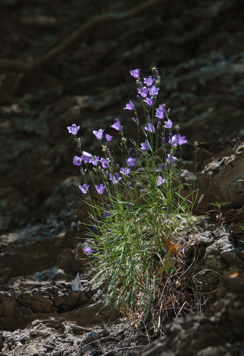Campanula intercedens photo 2