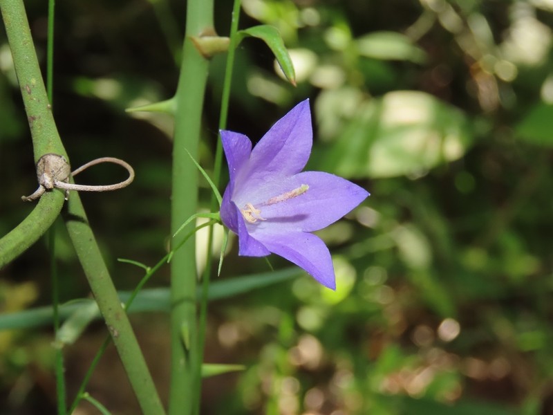 Campanula intercedens photo 3