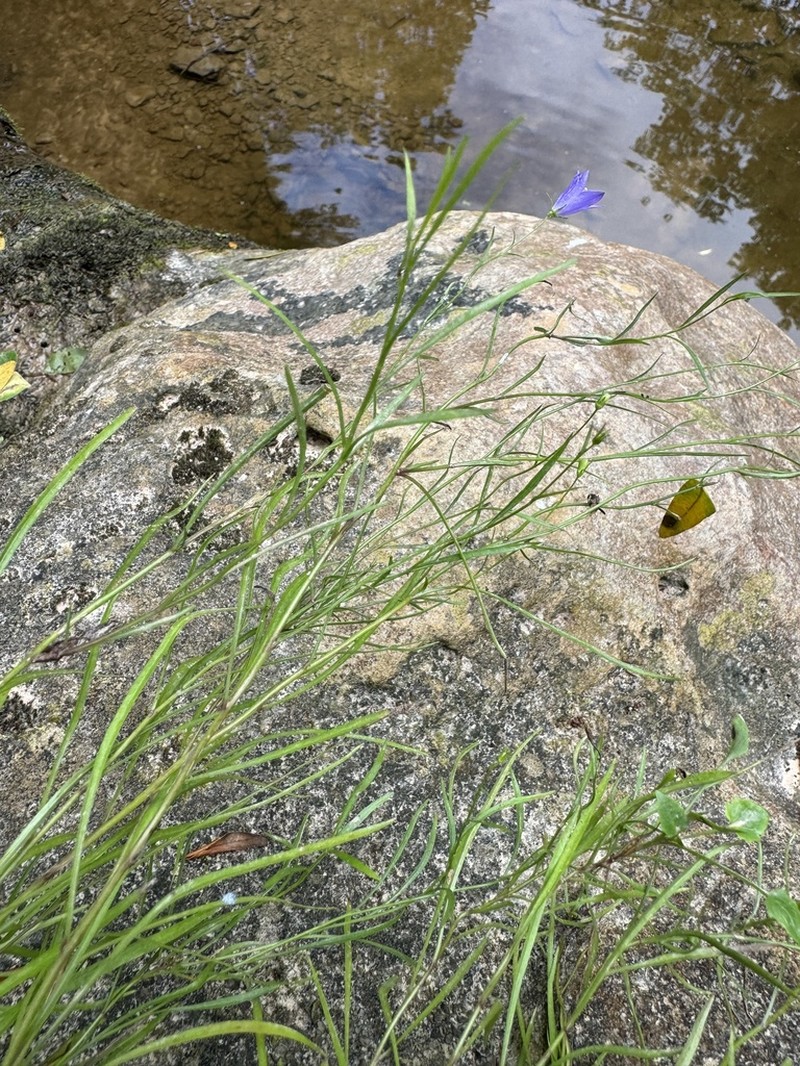 Campanula intercedens photo 4