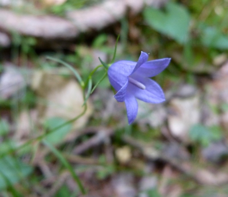 Campanula intercedens photo 5