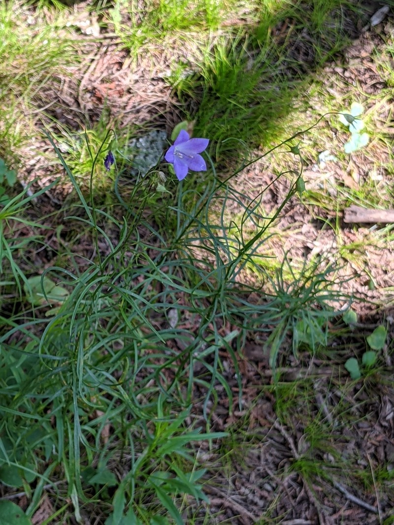 Campanula intercedens photo 6