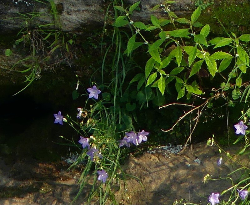 Campanula intercedens photo 7