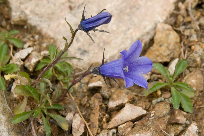 Mountain Harebell