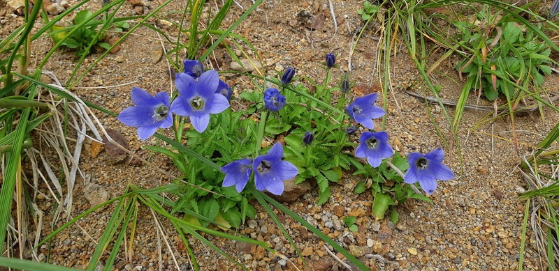 Mountain Harebell photo 3