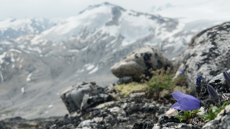 Mountain Harebell photo 4