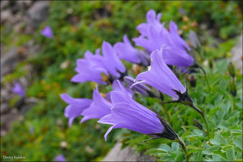 Mountain Harebell photo 5
