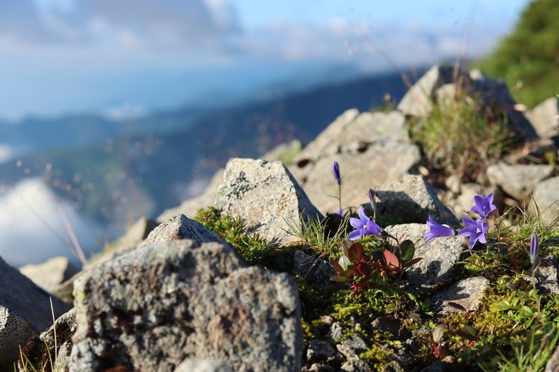 Mountain Harebell photo 6
