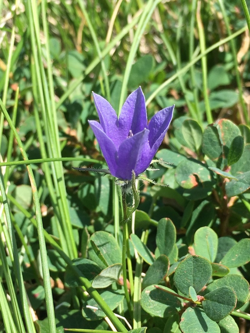 Mountain Harebell photo 7