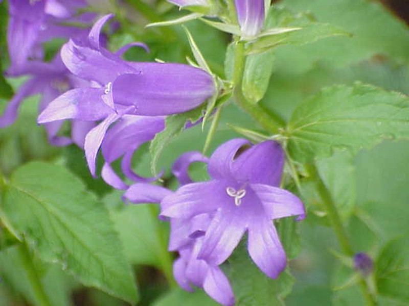 Giant Bellflower
