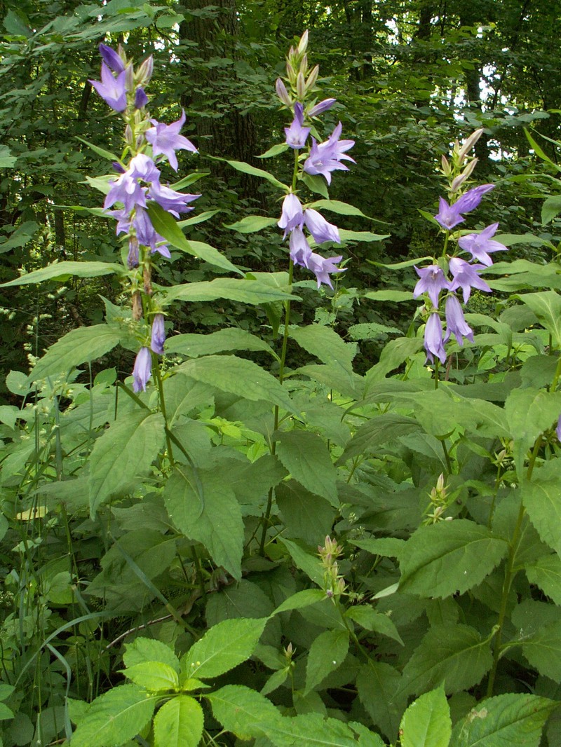 Giant Bellflower photo 2