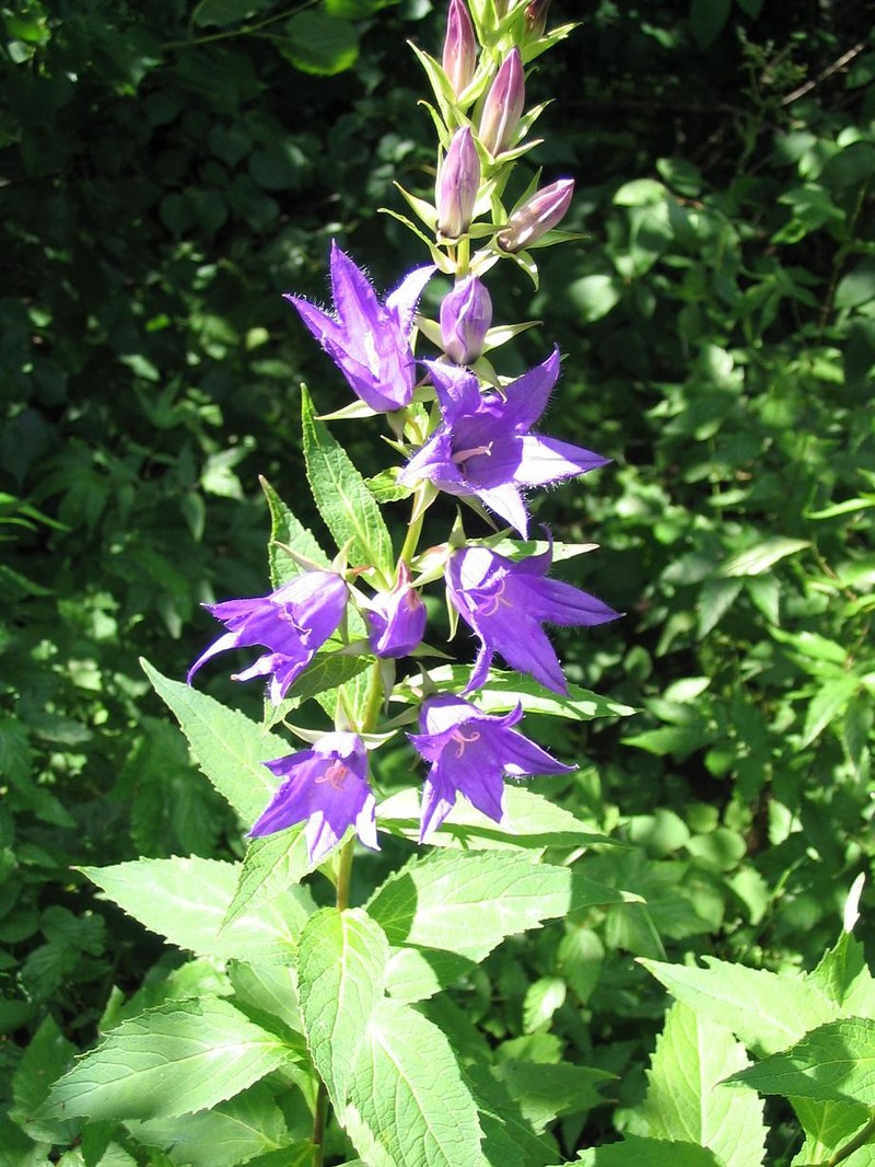Giant Bellflower photo 4