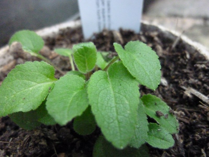 Giant Bellflower photo 5