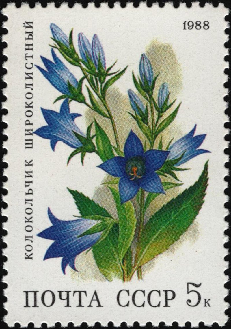 Giant Bellflower photo 6