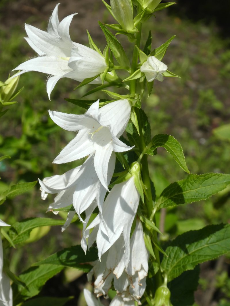 Giant Bellflower photo 7