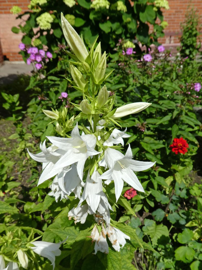 Giant Bellflower photo 8